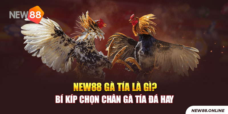 1 New88 Ga Tia La Gi Bi Kip Chon Chan Ga Tia Da Hay New88 Trang Chính Thức | Đăng Nhập New88 | Đăng Ký New88